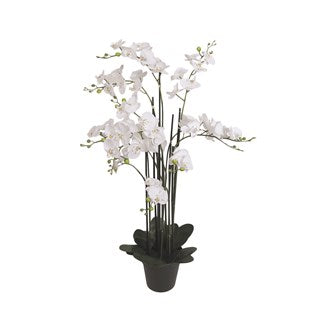 Orchid in Pot 115cm