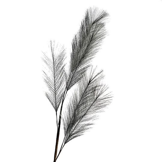 Dark Grey Feather Stem