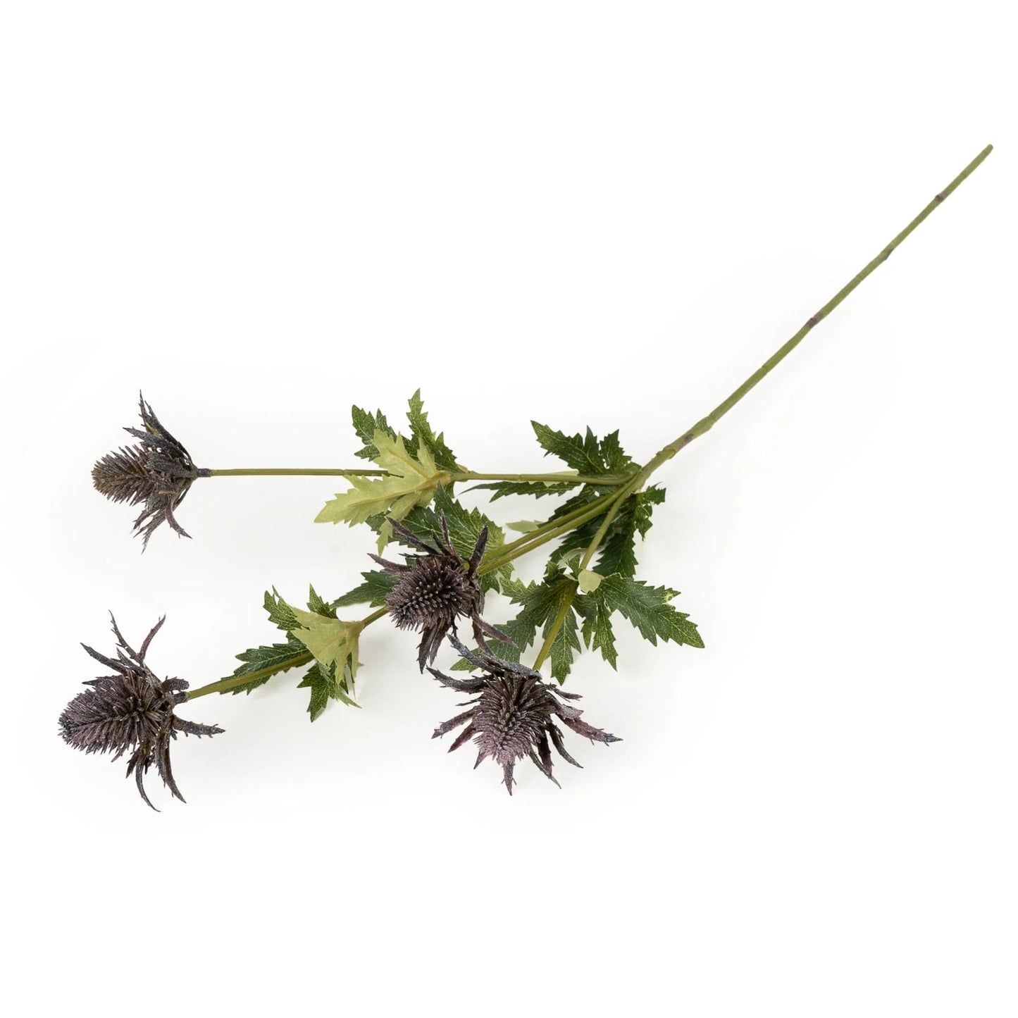 Thistle Stem 72cm by Candlelight