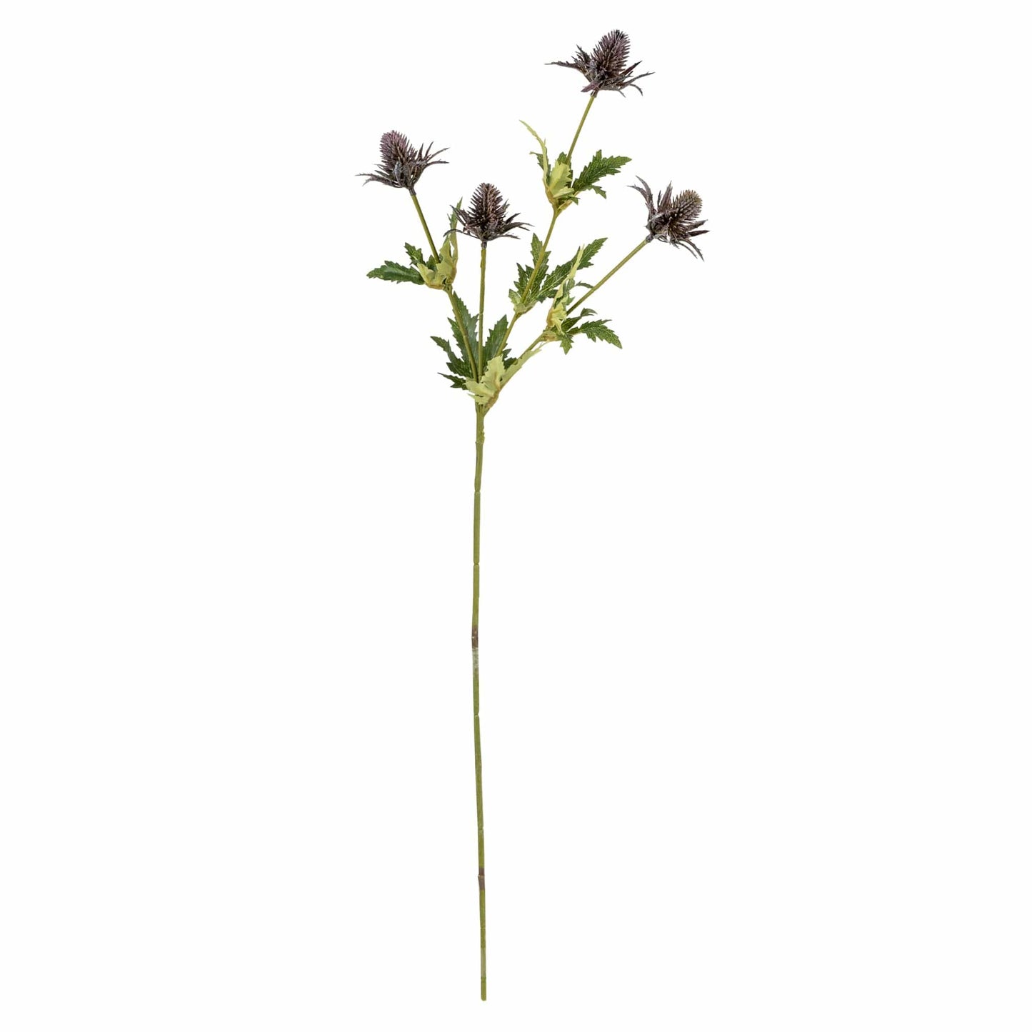 Thistle Stem 72cm by Candlelight