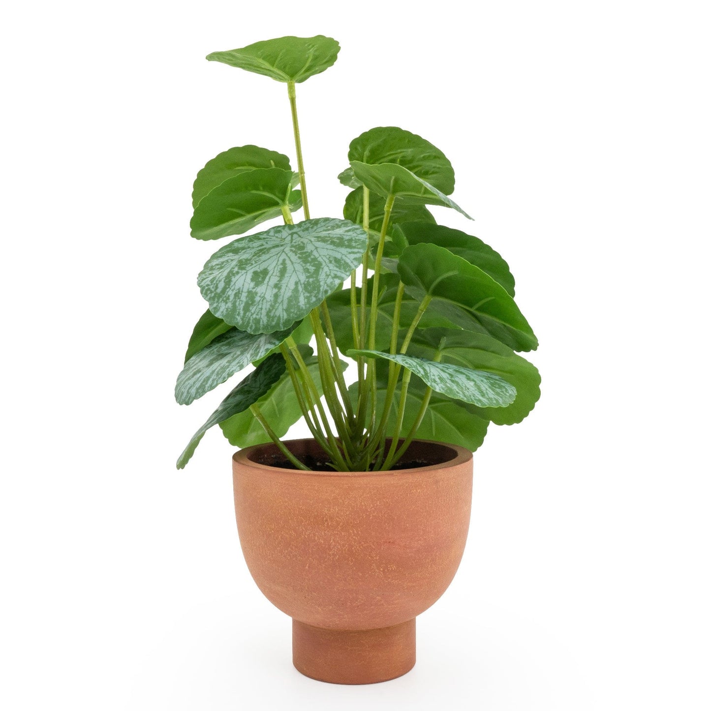 Chinese Money Plant in Pot