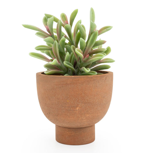 Jade Plant in Cermaic Pot