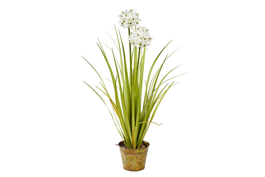 White Allium Pot